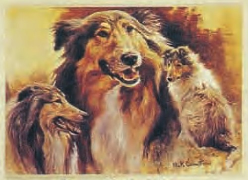 Rough collie dog puppy animal - rough,