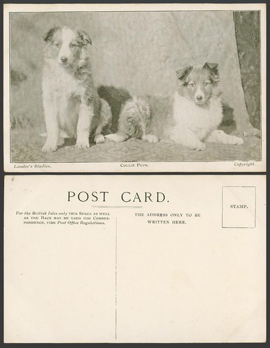 Collie pups landor - collie, landor's