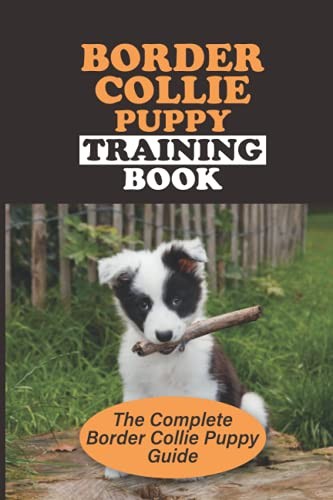 Border collie puppy - puppy, training