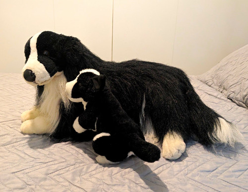 Border collie dog - border,