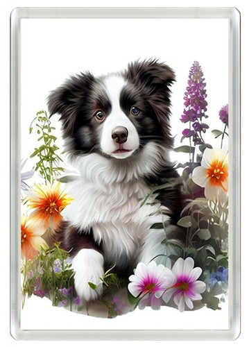 Border collie puppy dog - border, fridge