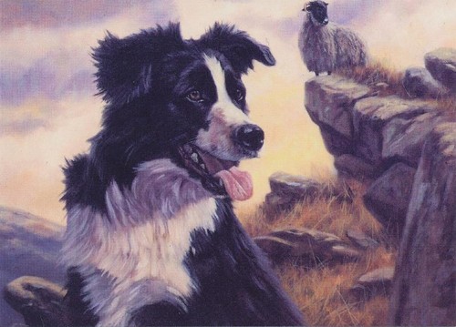 Border collie sheep shepherd - sheep,