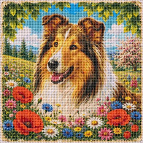 Rough collie puppy dog - rough,