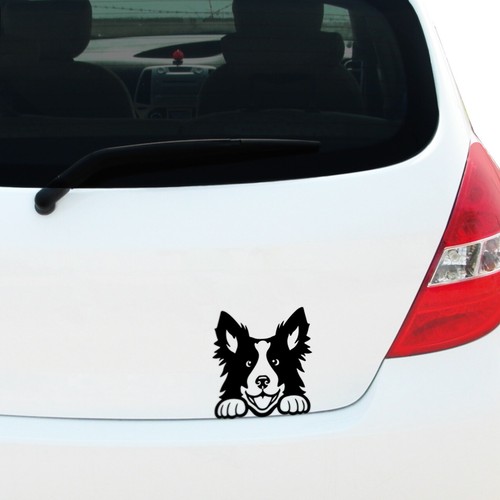Peeking border collie - border,