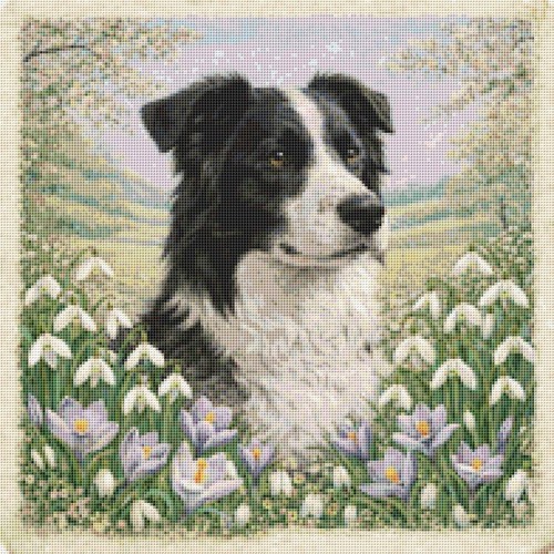 Border collie puppy dog - border,