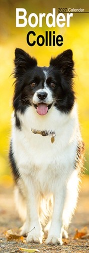 Border collie slim - collie,