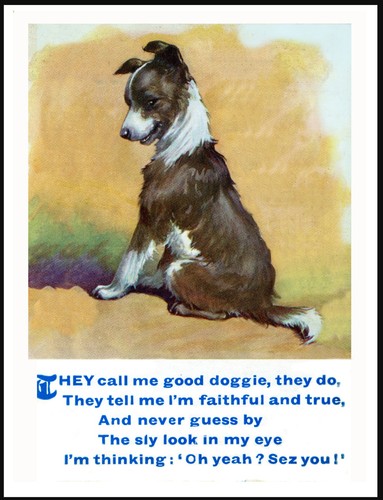 Border collie naughty puppy - border,
