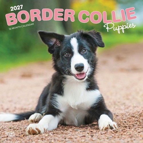 Border collie puppies 2027 - collie,