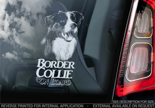 Border collie car - car, sticker