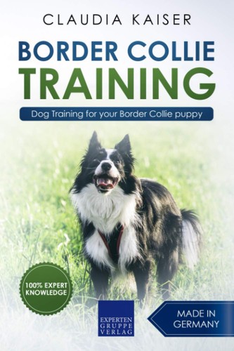 Border collie training dog - training:,