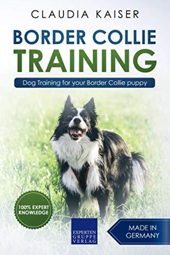 Border collie training dog - border, training: