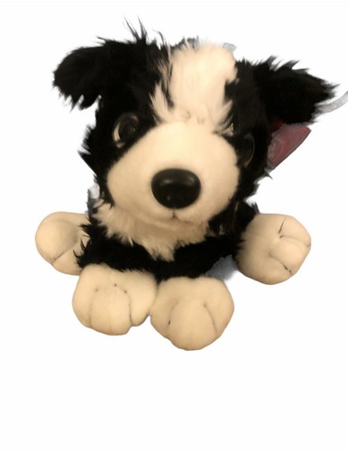 Border collie puppy - border,