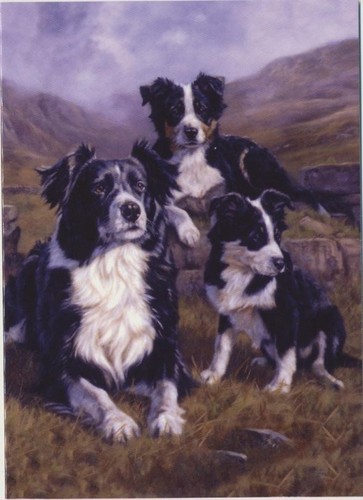 Border collie sheep dog puppy - collie,
