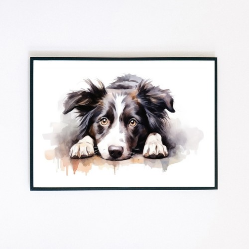 Border collie puppy - collie,