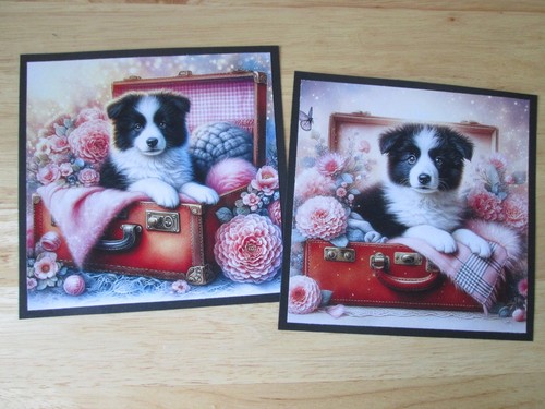 Border collie puppy in - ,