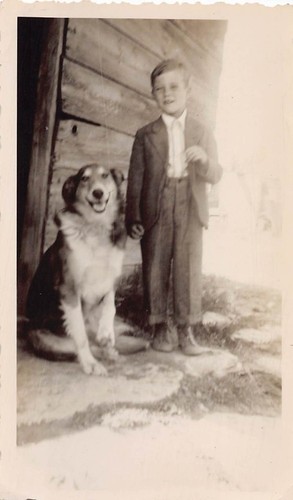 Young boy collie puppy - young,
