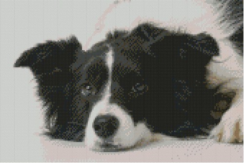 Border collie puppy dog - 31cm, x