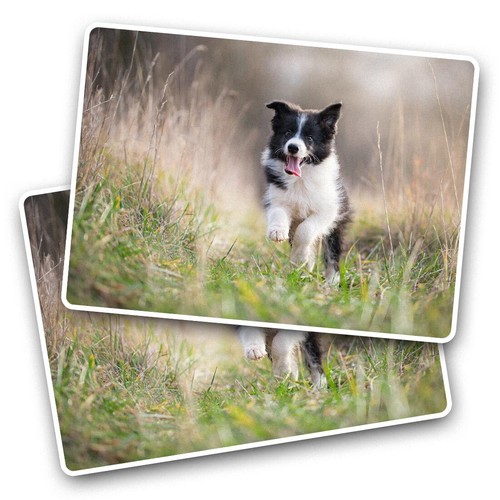 Vinyl sticker border collie - vinyl,