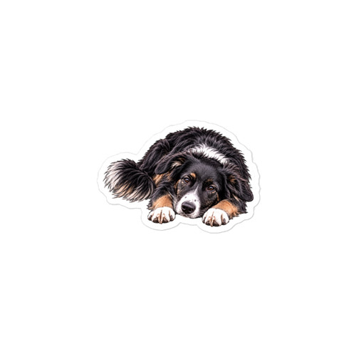 Tri colour border collie - collie, kiss