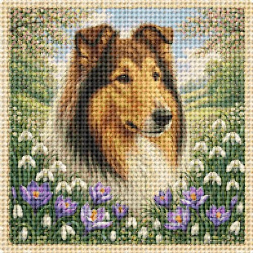 Rough collie puppy - rough,