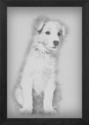 Border collie puppy sittin - collie,