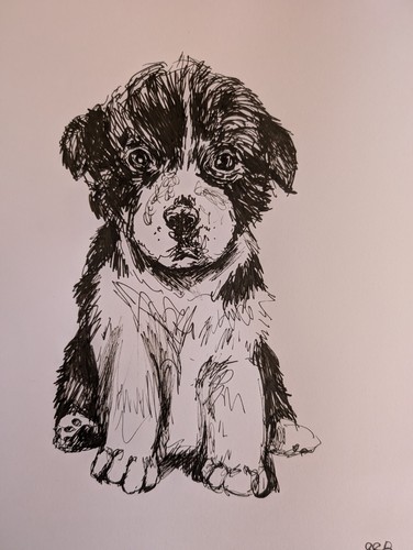 Border collie puppy dog - border,