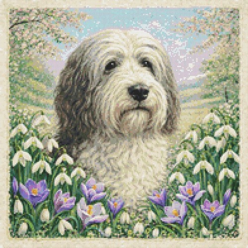 Bearded collie puppy dog - bearded,