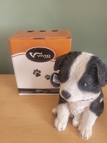 Border collie sheepdig - border, vivid