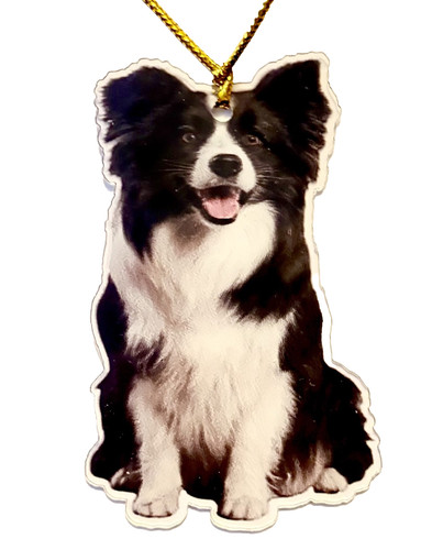 Adorable border collie dog - adorable,