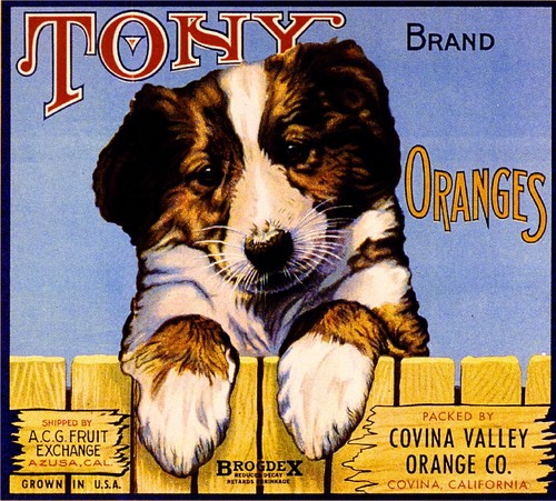 Covina tony collie shepherd - tony,