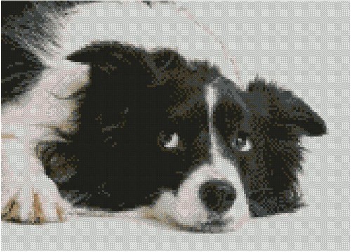 Border collie puppy - collie, dog