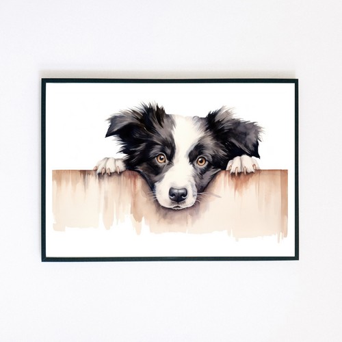 Border collie puppy - border,