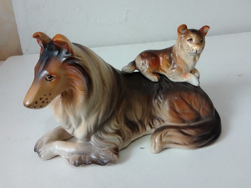 Collie dog with - , puppy,