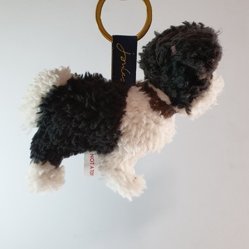 Joules border collie - border, puppy