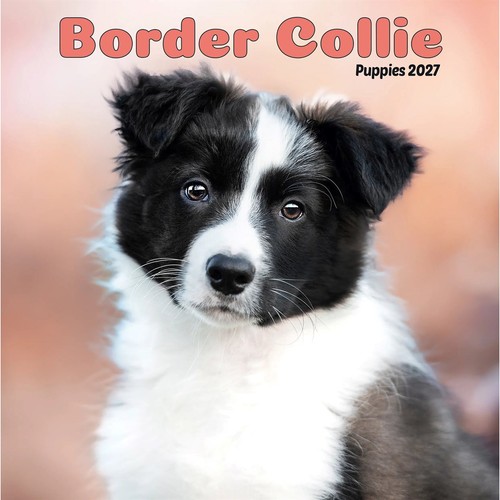 Border collie puppies mini - border,