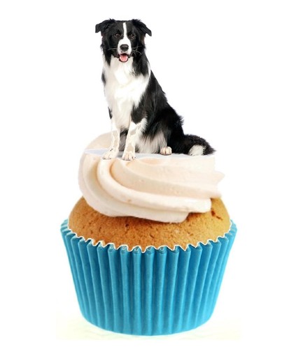 Novelty cute collie dog - cute,
