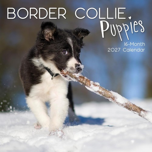 Border collie puppies dog - border, "12