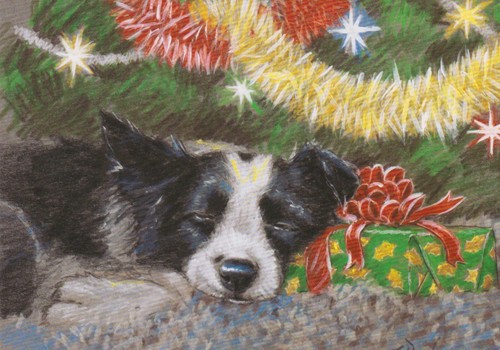 Border collie dog puppy - collie,