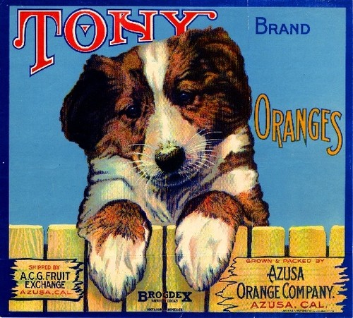 Azusa tony collie dog - azusa,
