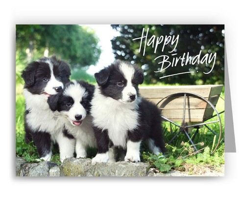 Border collie puppies birthday - collie,