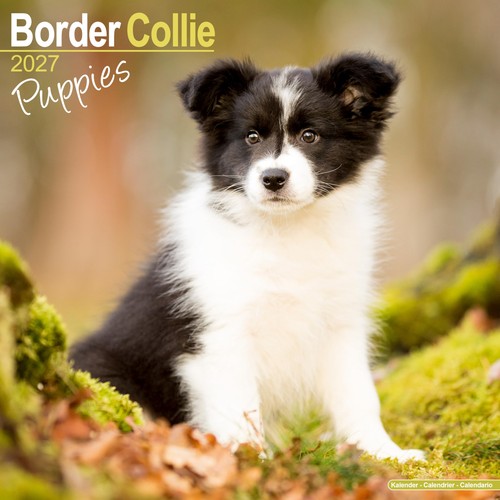 Border collie puppies 2027 - border,